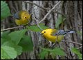 _7SB2004 prothonotary warbler pair